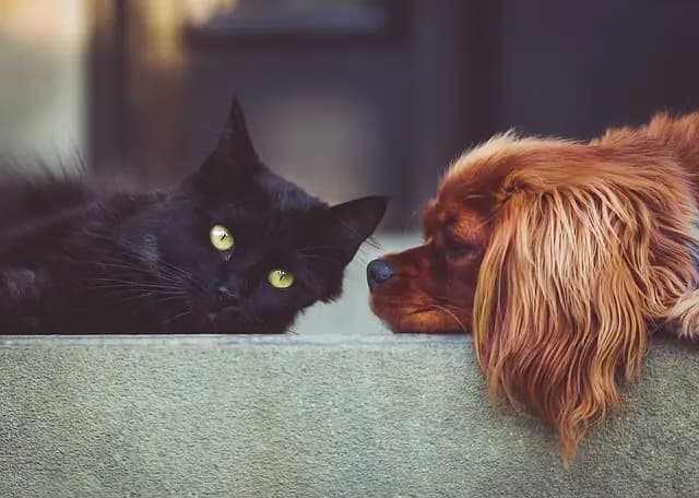 How to Create a Safe Habitat for Your Pet