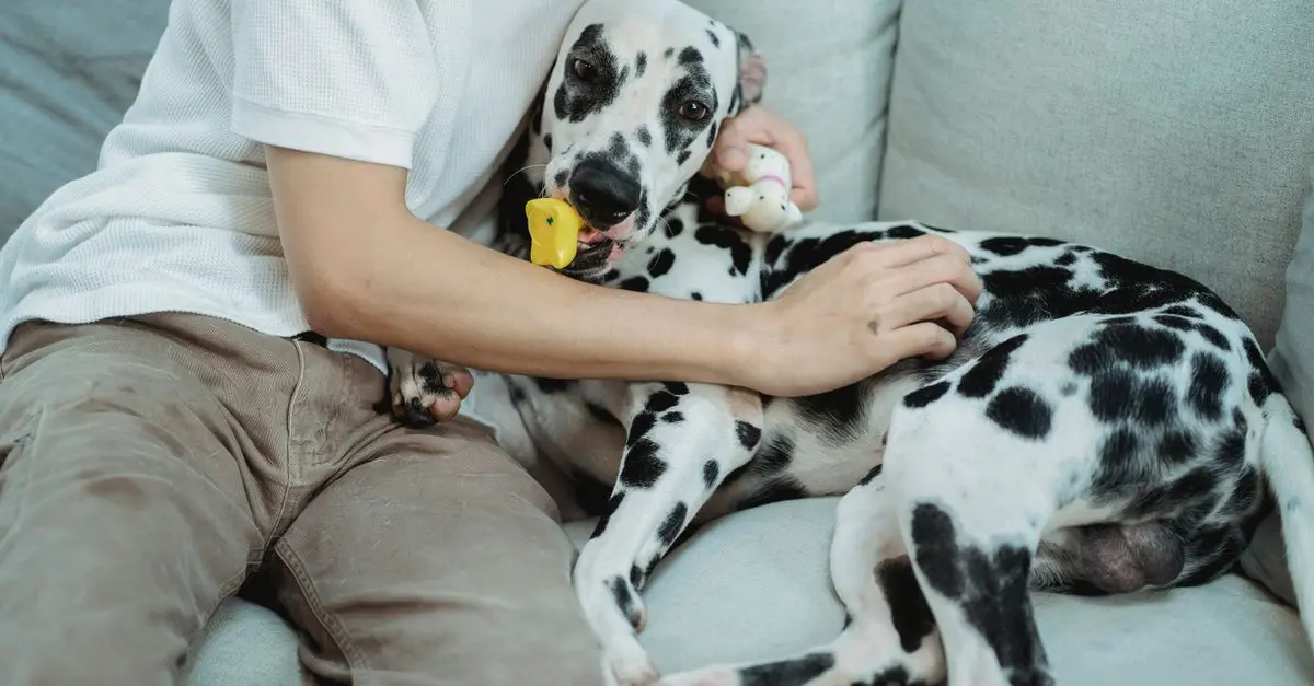 10 Essential Tips for Creating a Safe Environment for Your Pets