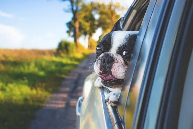 10 Essential Tips for Traveling with Your Pet: A Comprehensive Guide