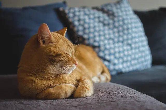 Essential Tips for Creating an Enriching Environment for Your Cat