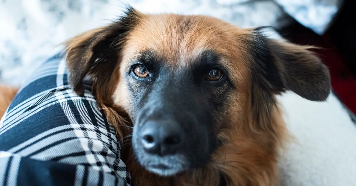 10 Essential Tips for Caring for a New Rescue Pet
