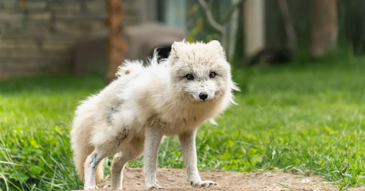 How Animals Adapt to Their Environments
