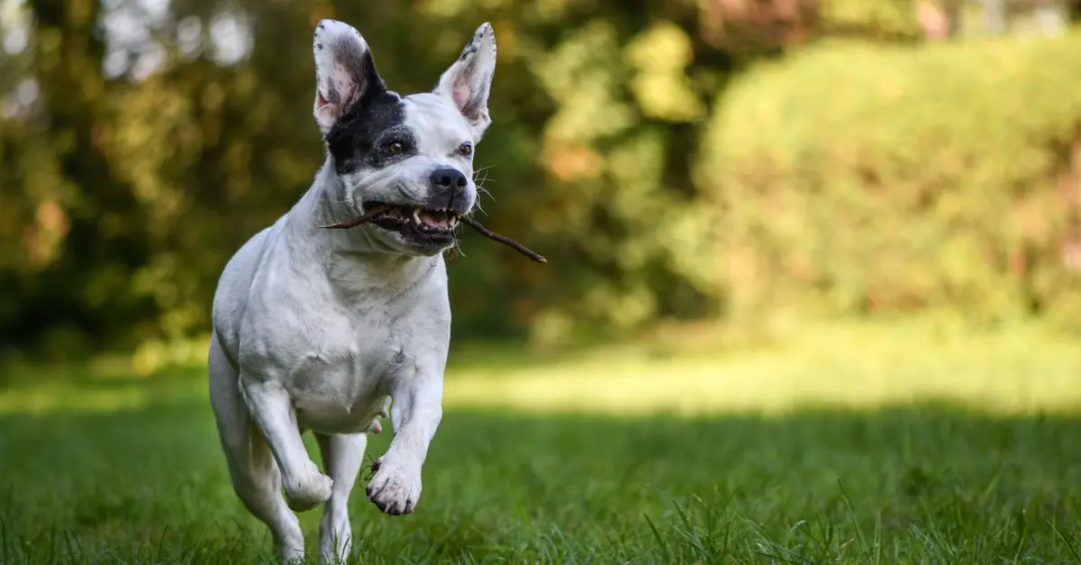 Training Tips for High-Energy Dog Breeds
