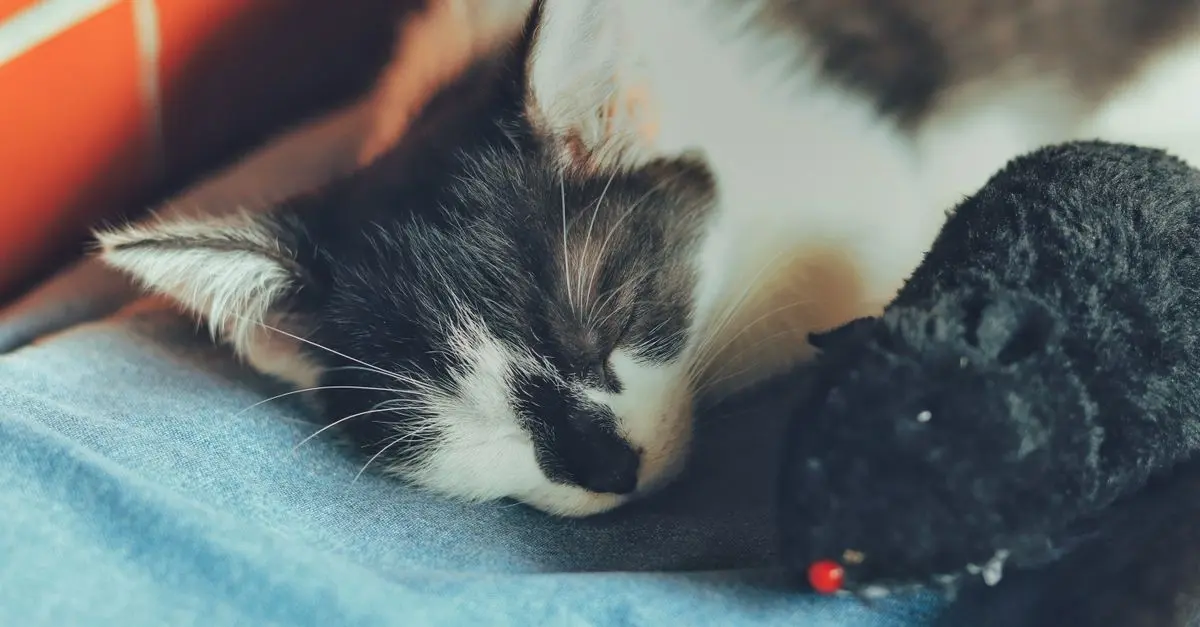 Creating an Optimal Habitat for Your Pet: Essential Tips