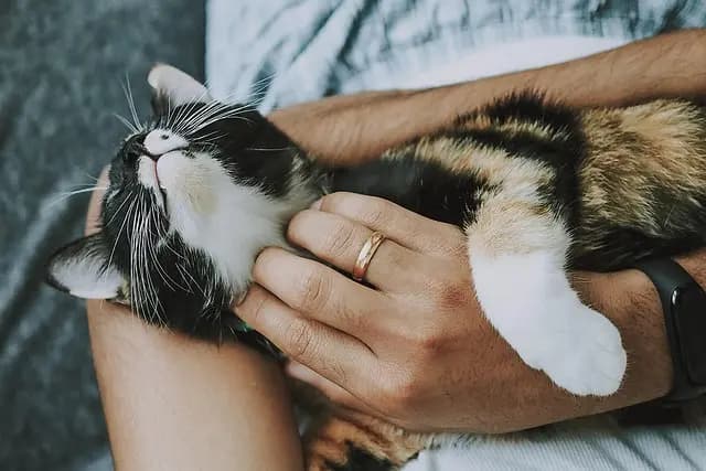 10 Essential Tips for Enriching Your Pet's Life