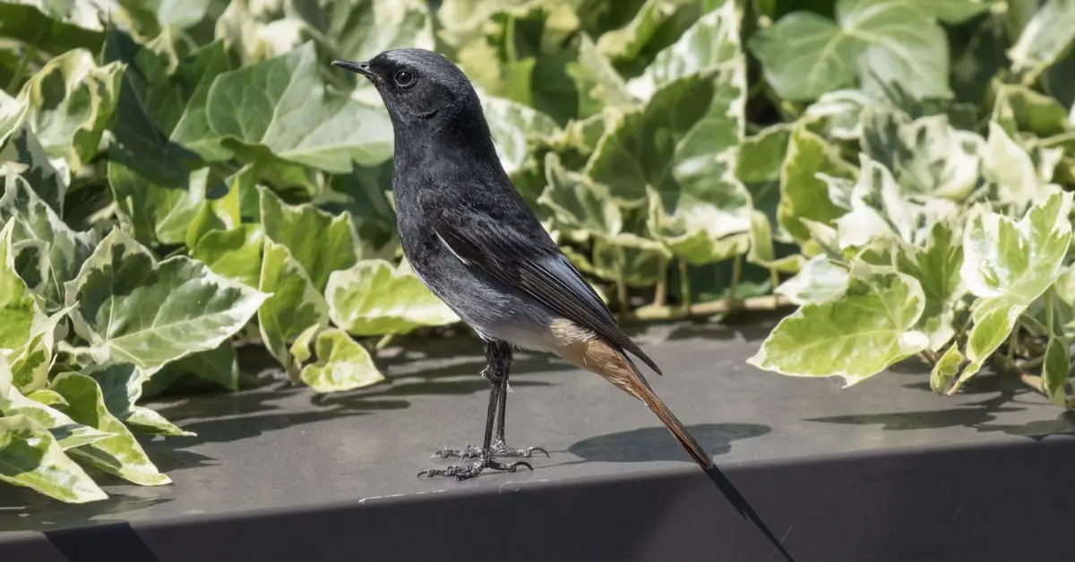 Urban Wildlife: Animals Adapting to City Life