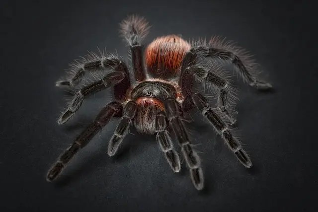 Understanding the Unique Dietary Needs of Exotic Pets