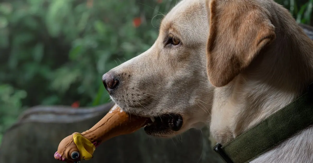 10 Essential Tips for Enriching Your Pet's Life
