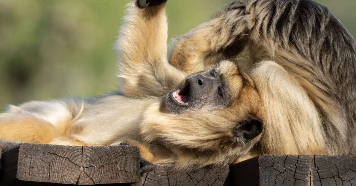 Understanding Animal Behavior 101