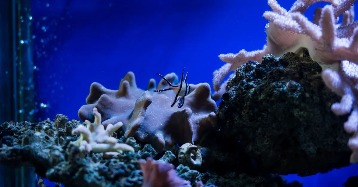The Pros and Cons of Different Aquarium Types