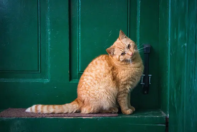 10 Essential Tips for Creating a Safe Environment for Your Pets