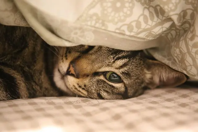 10 Essential Tips for Creating a Safe Home for Your Pets