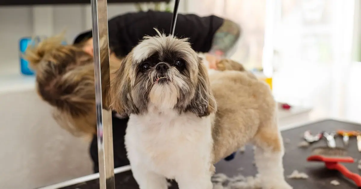 Understanding Animal Grooming: Best Practices for Your Pet