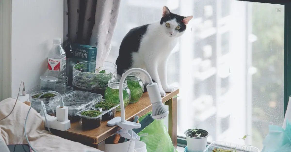 How to Create a Comfortable Habitat for Your Pet