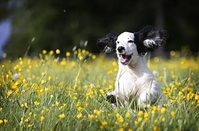 Understanding Animal Emotions: How Pets Feel and React
