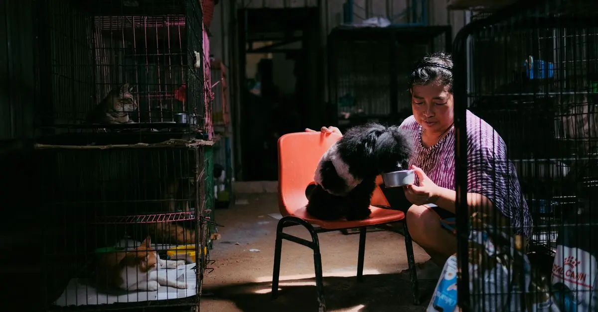 Animal Rescue: How You Can Make a Difference