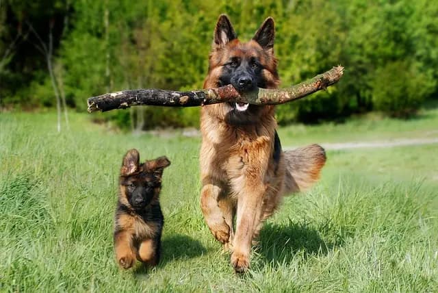 5 Essential Tips for Engaging Your Dog in Playtime
