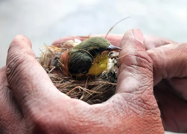 Understanding the Importance of Animal Enrichment for Pets