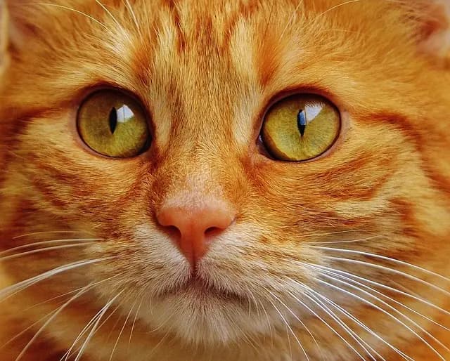 5 Essential Tips for Petting Your Cat Effectively
