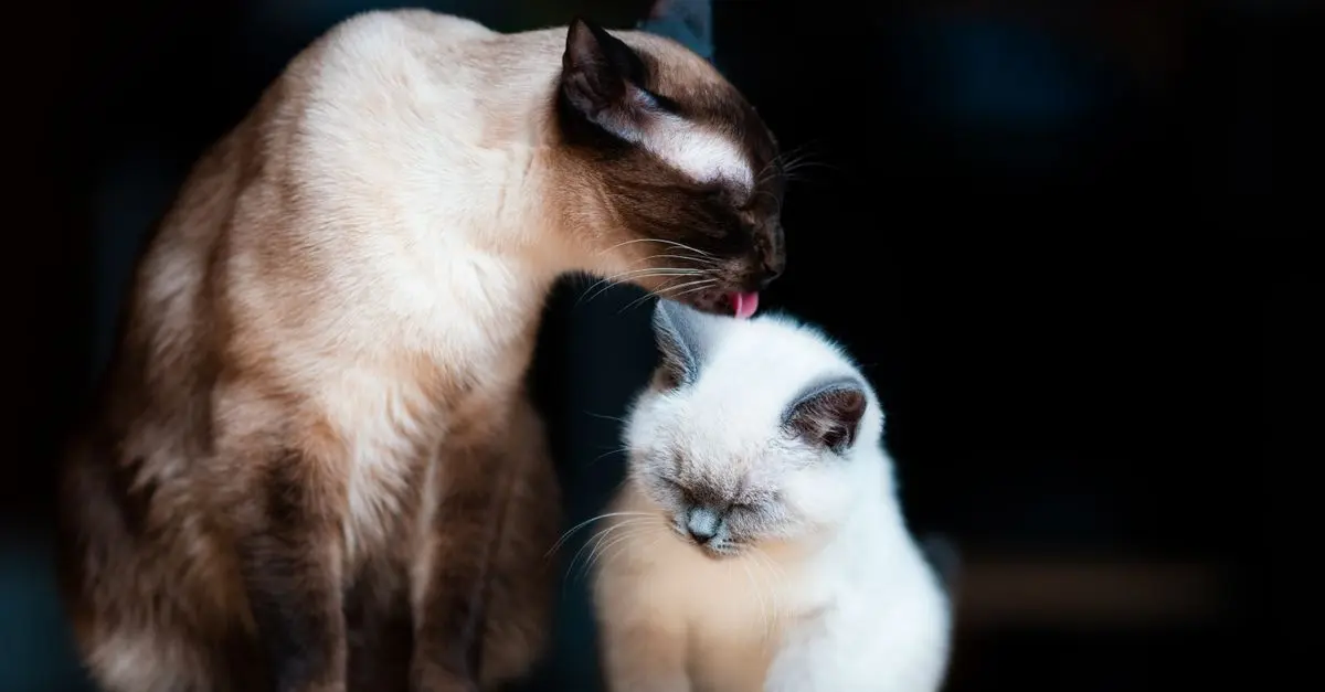 Top Cat Breeds Known for Their Affectionate Nature