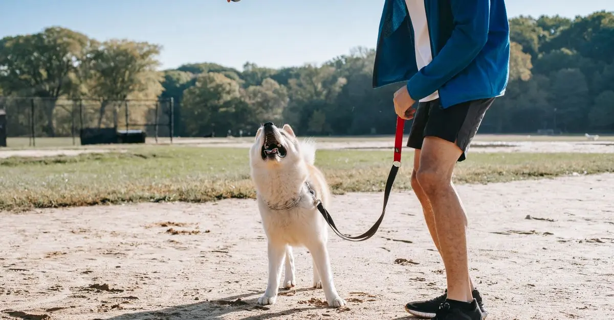 The Essential Guide to Caring for Your Pet's Emotional Well-Being