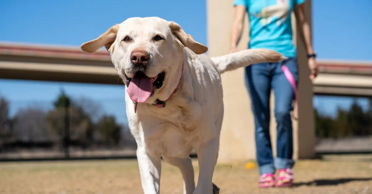 Understanding the Emotional Needs of Your Pets