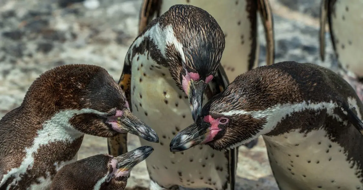 The Most Social Animal Species on Earth