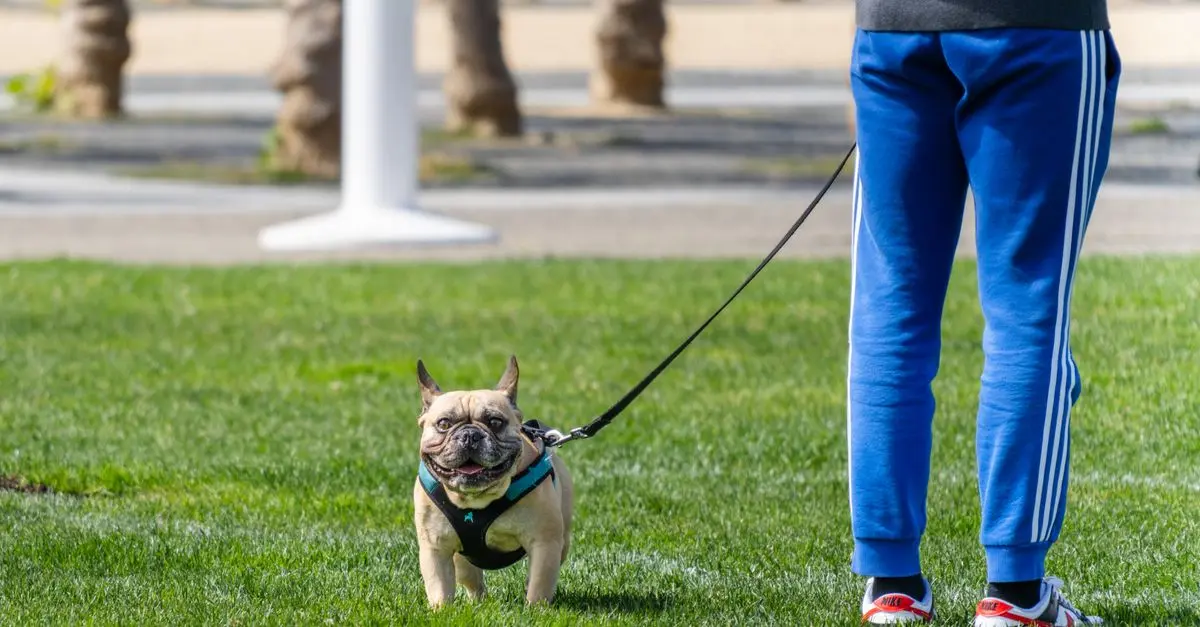 10 Essential Tips for Keeping Your Pet Happy and Healthy