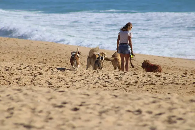 How to Choose the Perfect Pet for Your Family