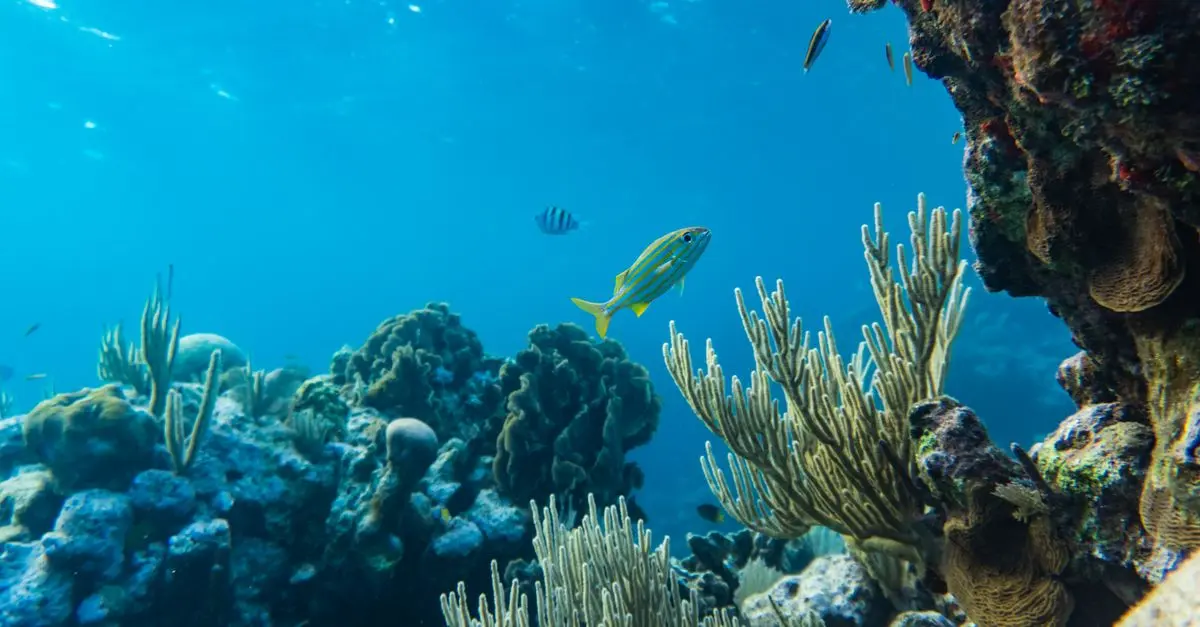 Exploring Marine Life: A Diver’s Perspective
