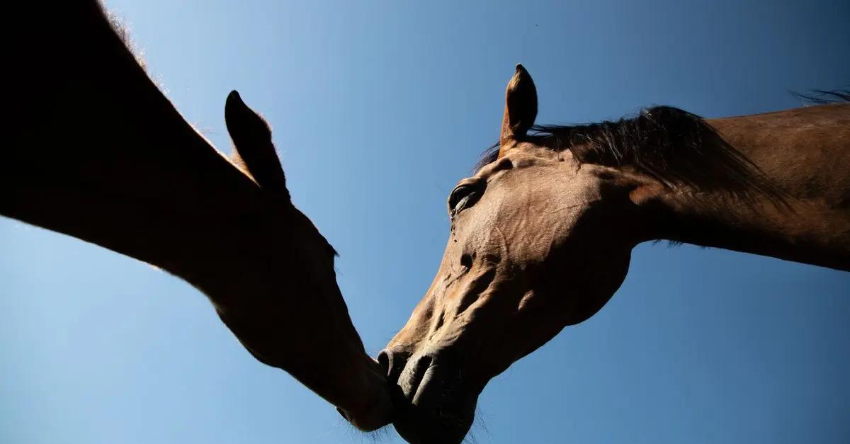 Understanding Animal Emotions: A Guide to Their Feelings