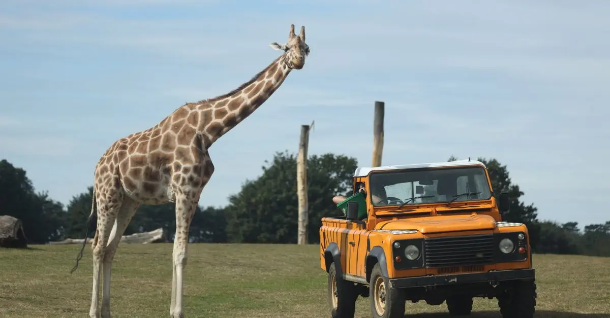 Wildlife Safaris: Top Destinations and Tips