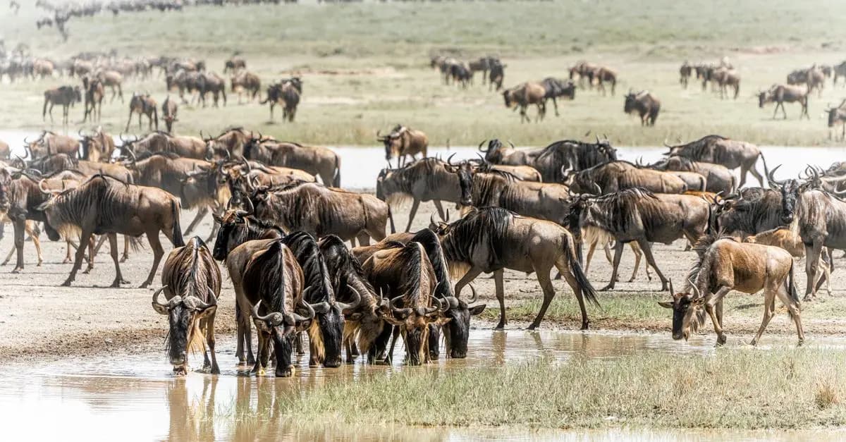 Everything You Need to Know About Animal Migrations