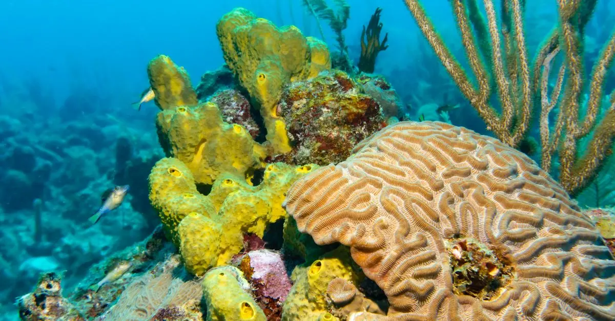Coral Reefs: Why They’re Essential to Ocean Health