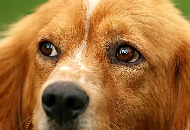 How to Choose the Right Pet for Your Family: A Complete Guide