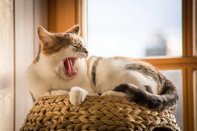 10 Essential Tips for Raising a Happy and Healthy Cat