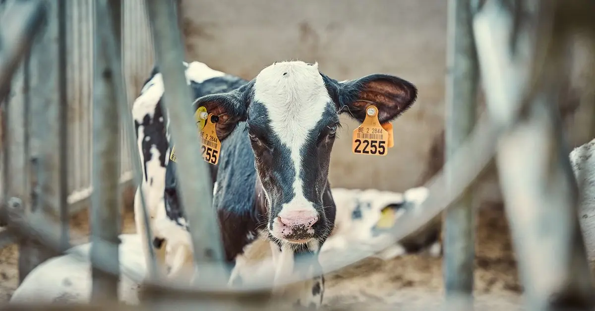 The Critical Role of Animal Welfare in Modern Society