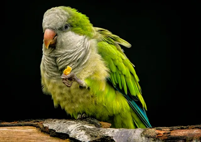 How to Create an Engaging Environment for Your Exotic Pet