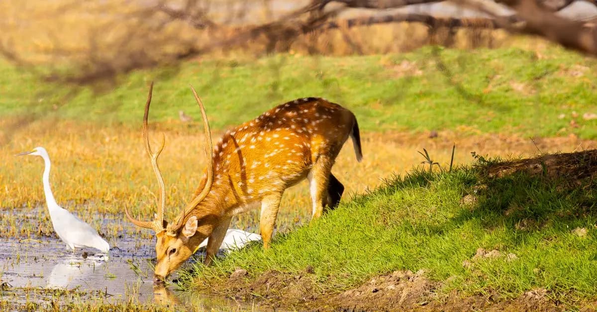 Understanding Animal Behavior: The Science Behind Their Actions