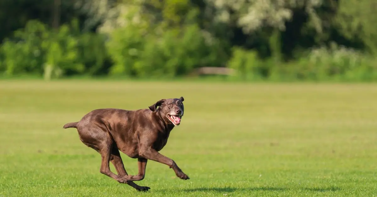 The Benefits of Adopting a Senior Pet for Your Family