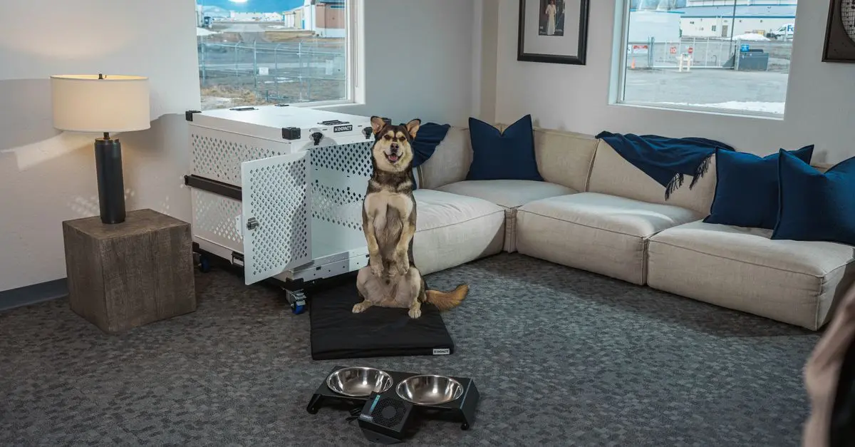 How to Make Your Home Pet-Friendly: Essential Tips