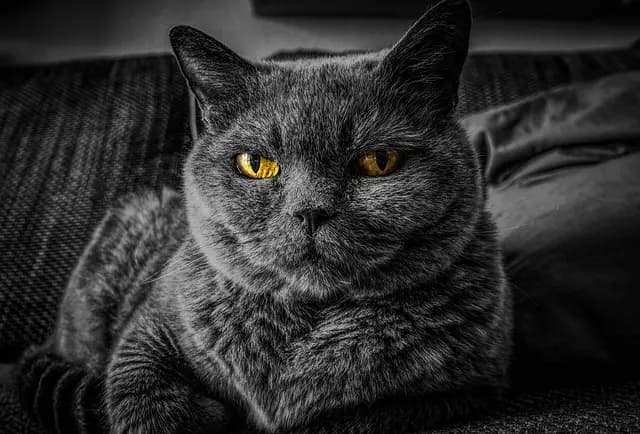 How to Create a Safe and Engaging Environment for Your Pet