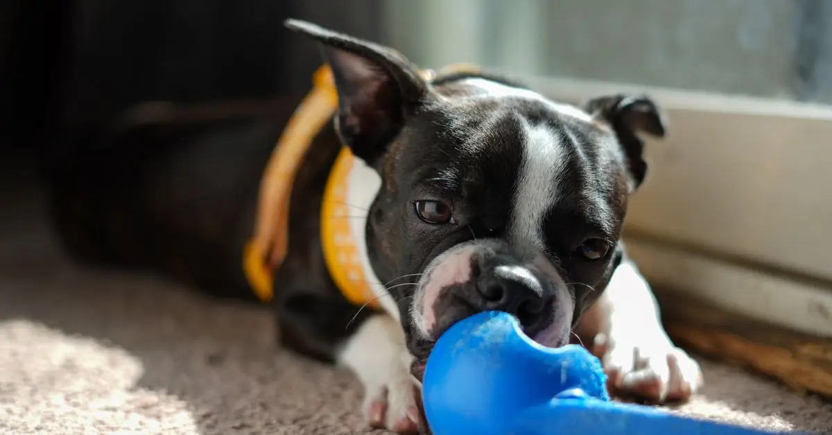 The Benefits of Enriching Your Pet's Environment