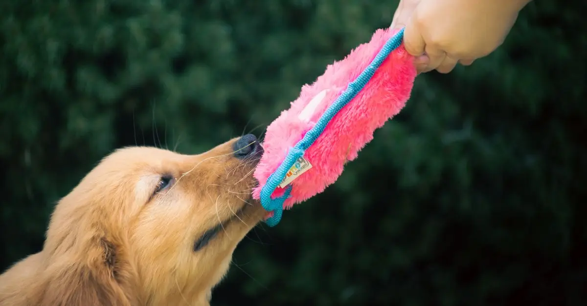 How to Create the Perfect Enrichment Activities for Your Pets