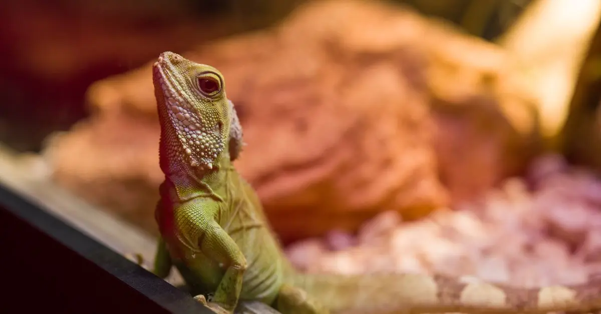 How to Create a Safe Habitat for Captive Reptiles