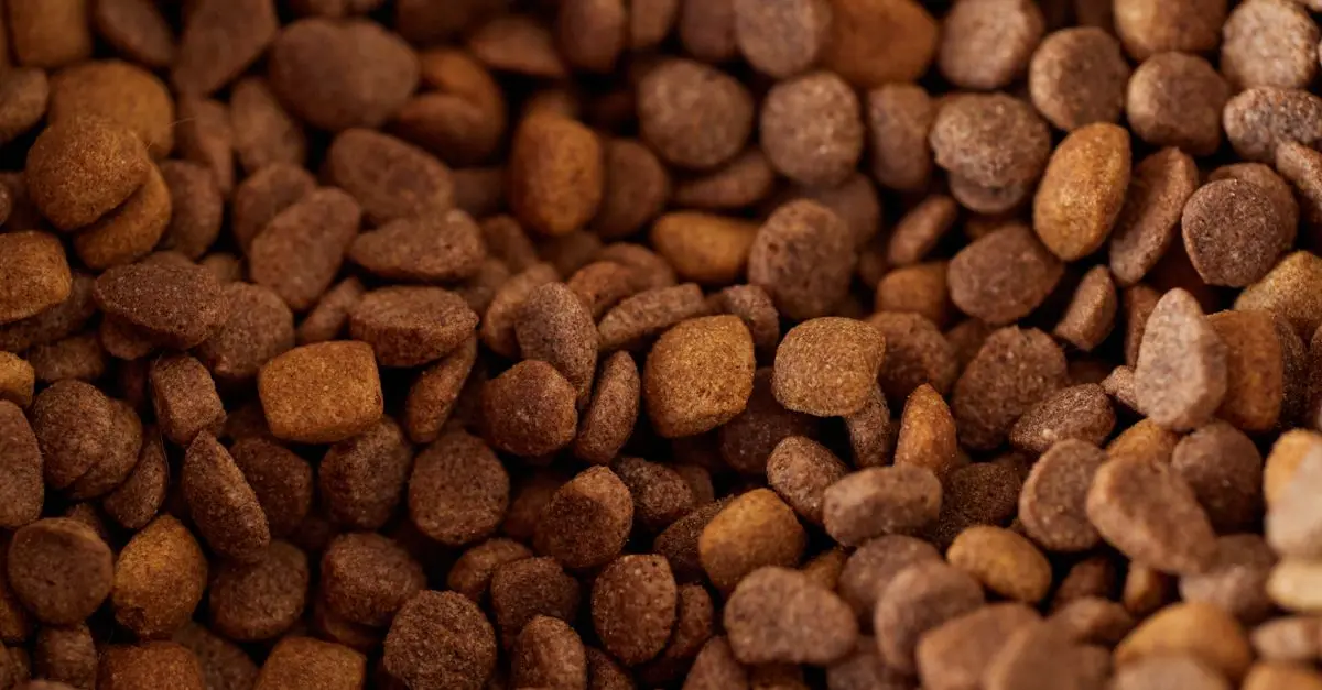 Understanding the Nutritional Needs of Your Pet