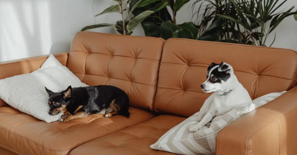 How to Create a Pet-Friendly Home Environment