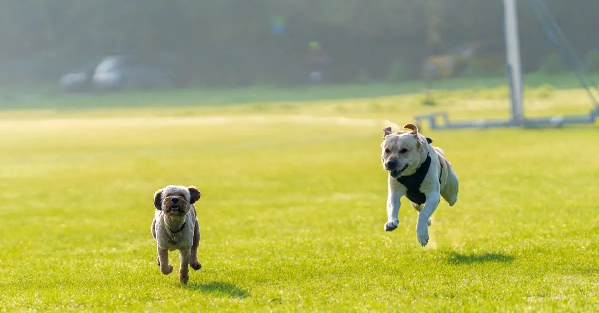 Understanding Animal Breeds: Choosing the Right Companion
