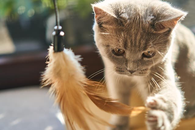 How to Create a Safe and Enriching Space for Your Cat