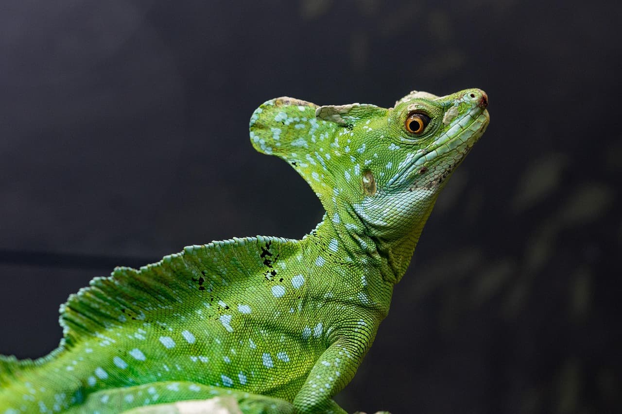 Understanding the Unique Needs of Exotic Pets